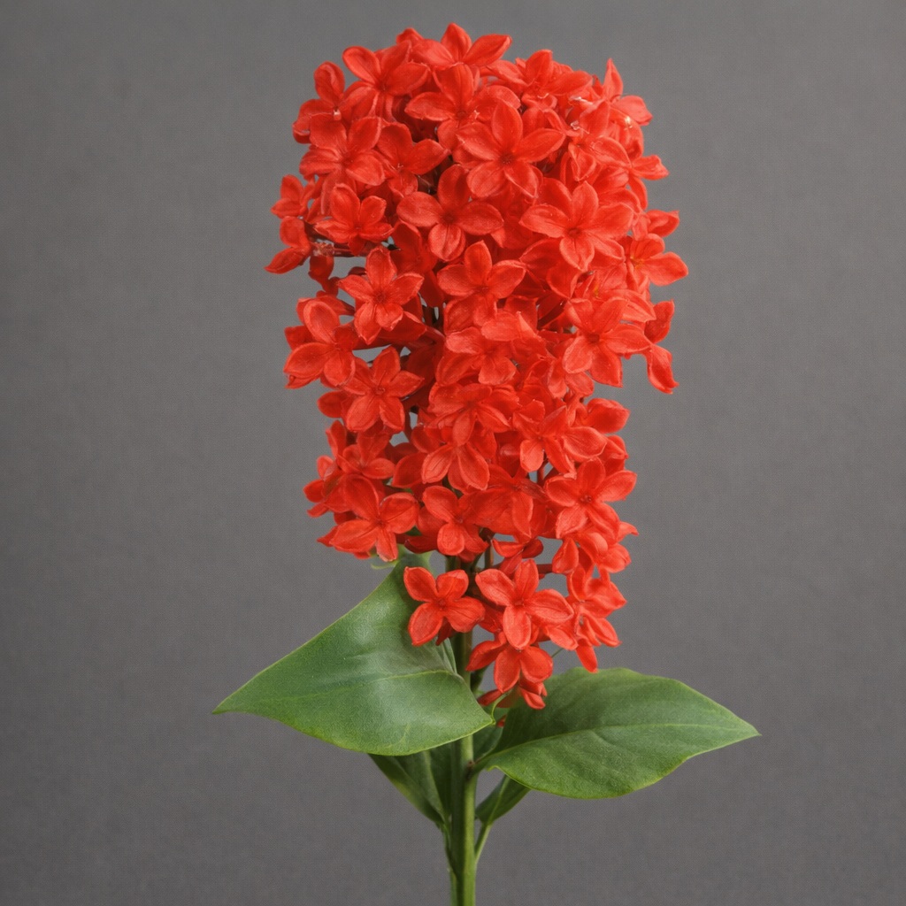 tamaraleman_0242